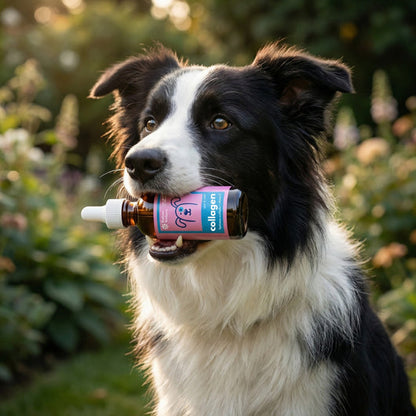 Collagen Drops - Vet-Trusted Skin, Coat & Joint Support