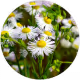 Chamomile Extract