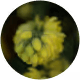 L-Theanine