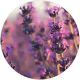 Lavender Oil