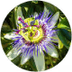 Passion Flower Extract