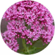 Valerian Root