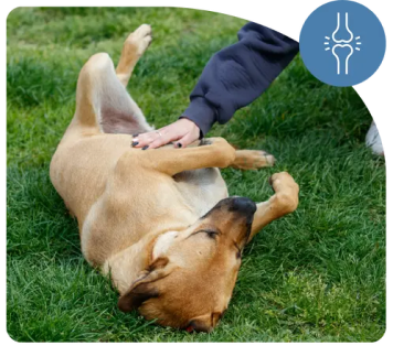 Ease Joint Pain & Stiffness