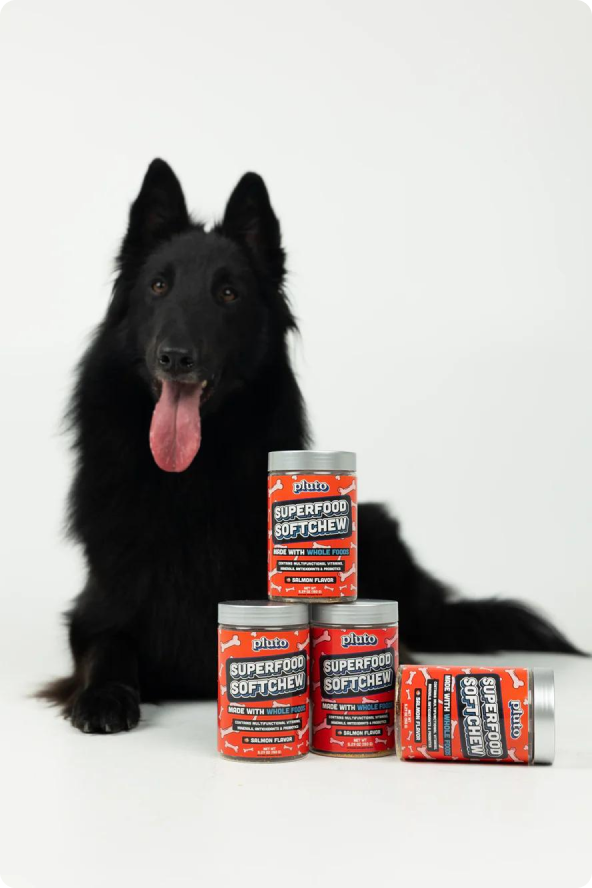 Dog with product jars