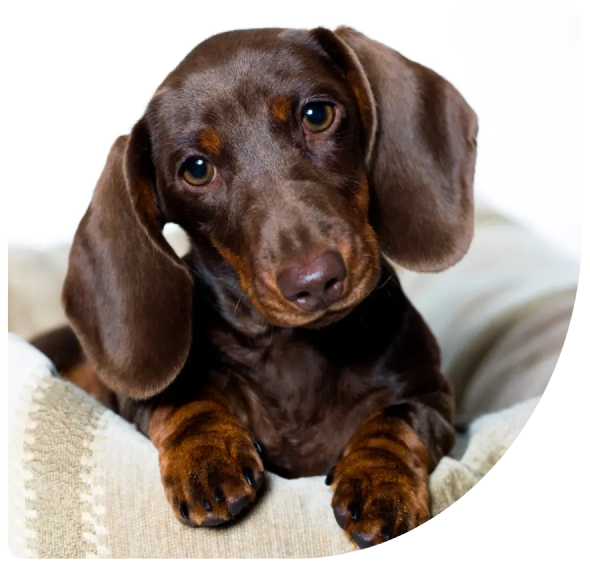 Customer's dog