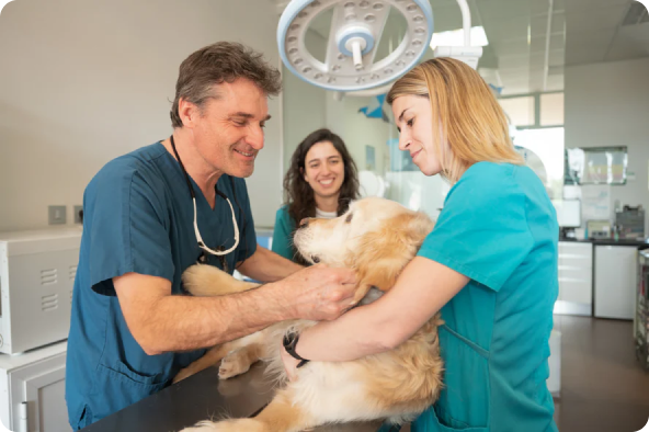 The Vitanex Veterinary Team examining a dog