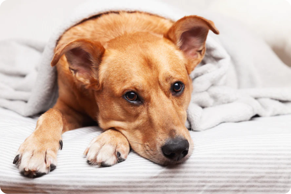 Sad brown dog lying down